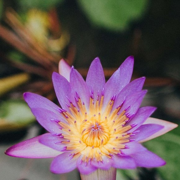 Meet your Posher, Jini - Picture 2 of 2